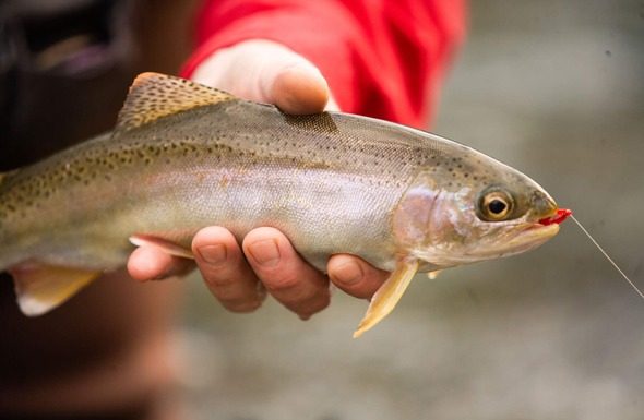 MDC reminds anglers catch-and-keep trout season begins March 1 at trout parks