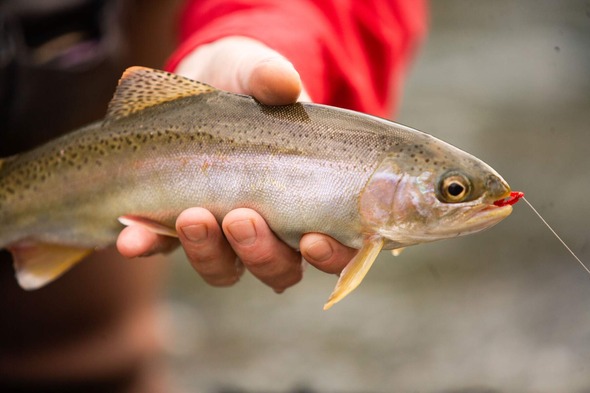 jpeg-web-112109-trout-fishing-158_crop
