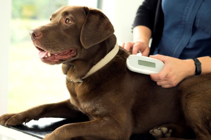 suresense_reader_scanning_a_dog