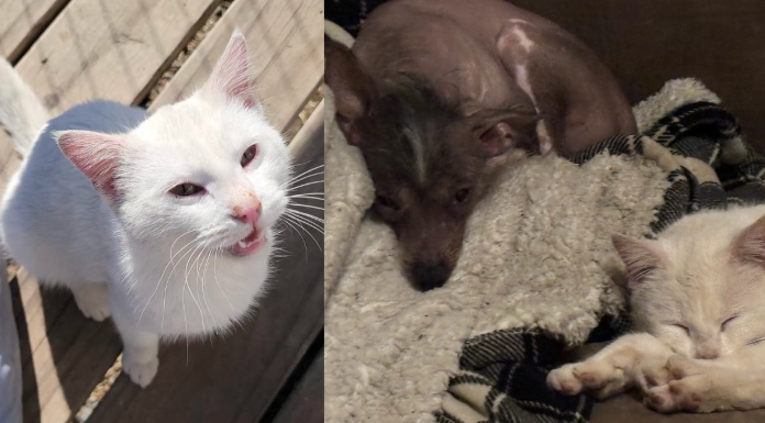 Dose of Goodness: Love Finds a Way – How a Stray Cat Changed a Dog’s Life And One Tip Changed Two Lives