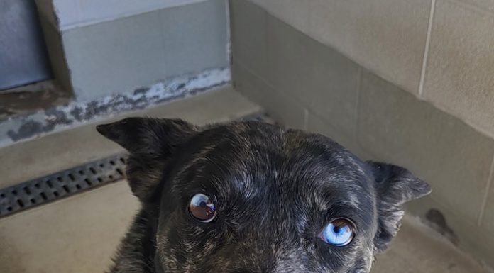 Featured Pet of the Day – ‘Bruno’