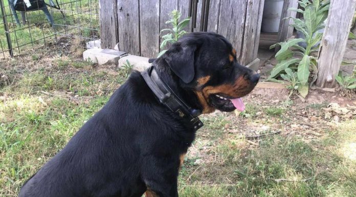 Featured Pet Of The Day – ‘Rosie’