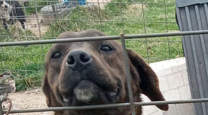 Featured Pet of the Day – ‘Biscuit’