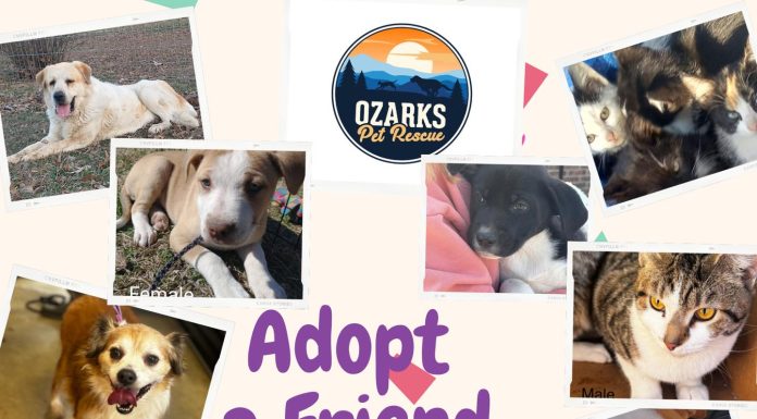 Bring Joy Home: Ozarks Pet Rescue Adoption Event March 22