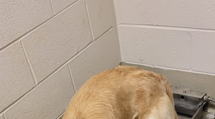 Featured Pet of the Day – ‘Gatsby’
