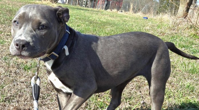 Featured Pet of the Day – ‘Misha’