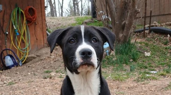 Featured Pet of the Day – “Baby Sea”
