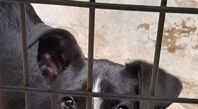 Featured Pet if the Day – “Josie”