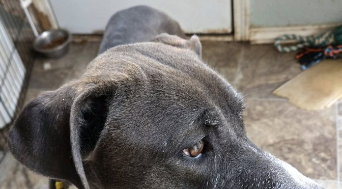 Featured Pet of the Day – “Liberty”