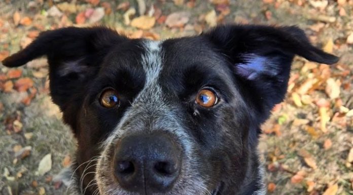 Featured Pet of the Day – ‘Kruger’