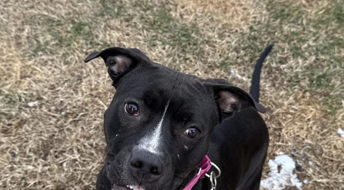 Featured Pet of the Day – ‘Birdie’