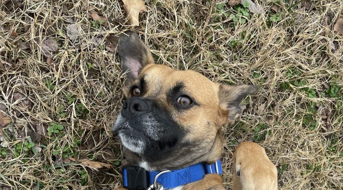 Featured Pet of the Day – ‘Chica’