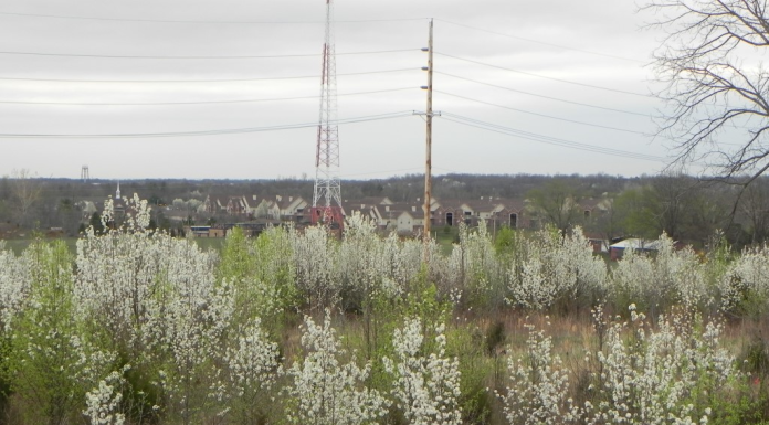 Callery Pear Buyback Available in Doniphan, Rolla, and West Plains