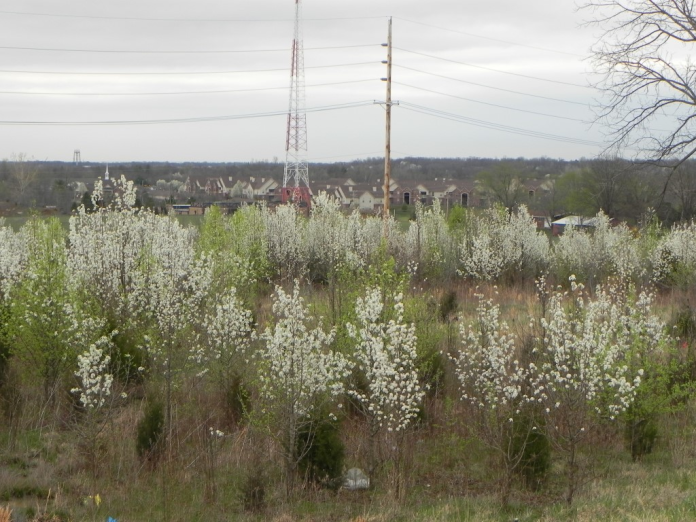 blog3-Callery-Pear