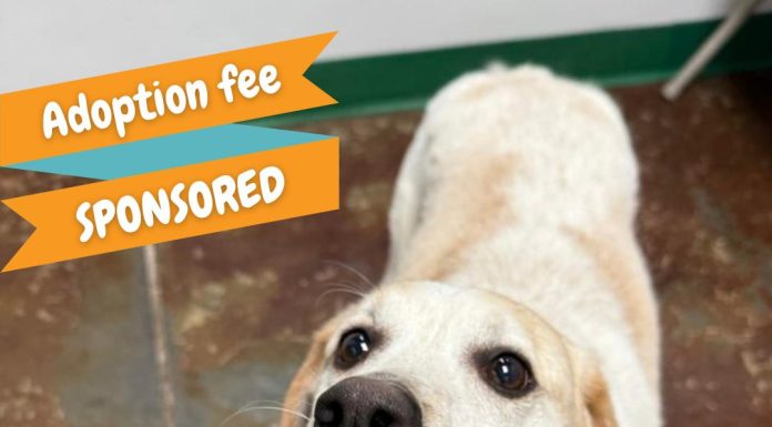 Featured Pet of the Day – “Angus”