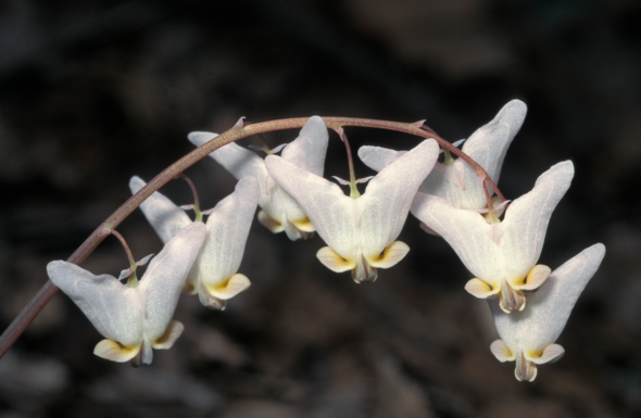 Learn about unique native plants at March 14 MDC virtual program