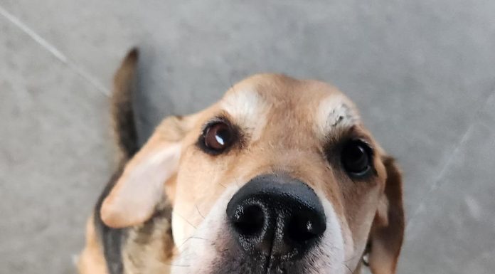 Featured Pet of the Day – “Wiggles”