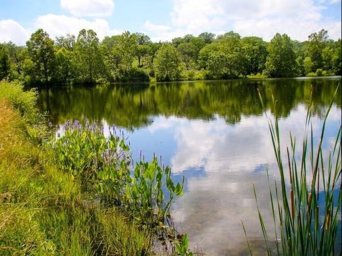 pond_original