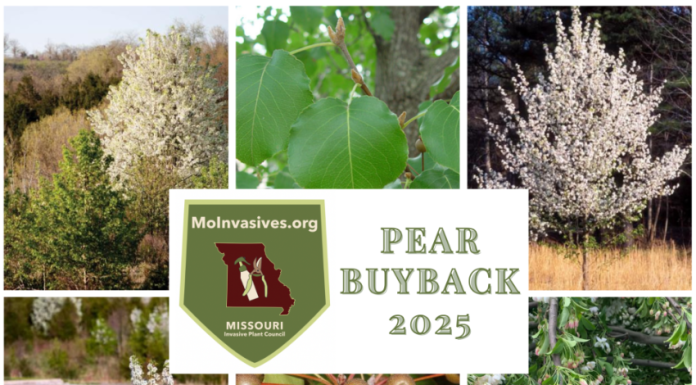 Register March 17 – April 17 for 2025 Callery Pear Tree Buyback