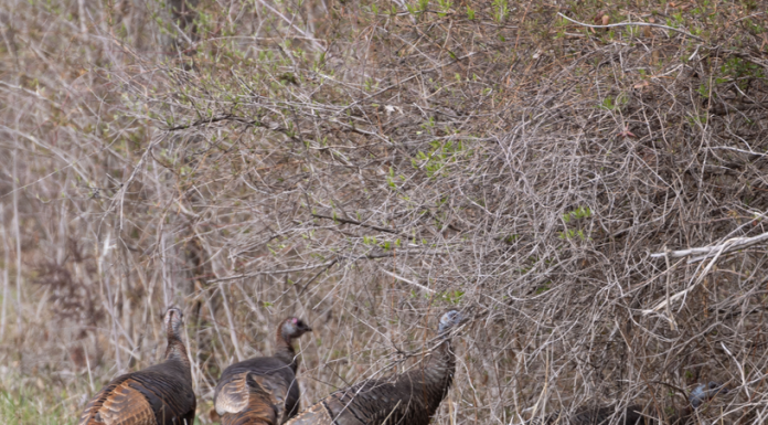 Get tips on creating turkey habitat at March 29 landowner workshop