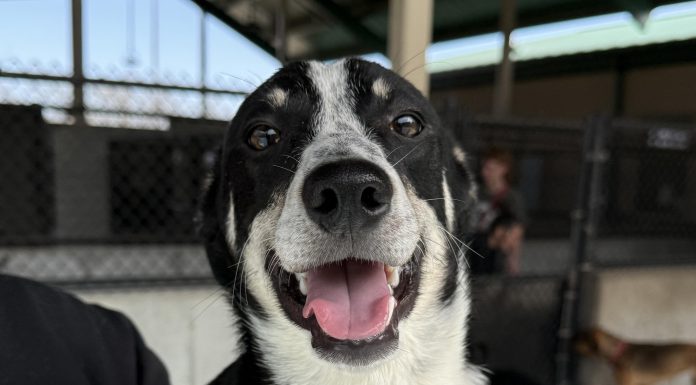 Featured Pet of the Day – “Peanut”