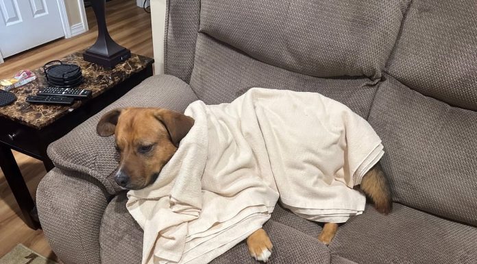 Featured Pet of the Day – “Barclay”