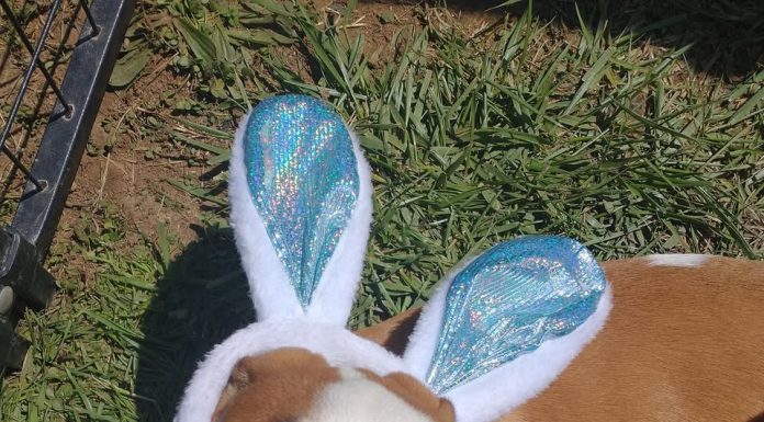 Featured Pet of the Day – ‘Buckeye’