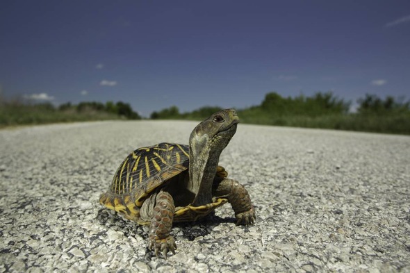 Ornate Box Turtle