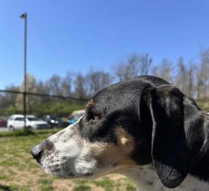 Featured Pet of the Day – ‘Daisy’
