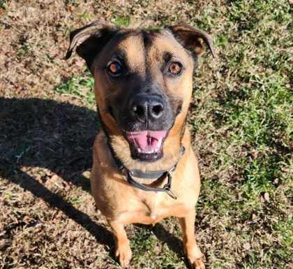 Featured Pet of the Day – ‘Pluto’