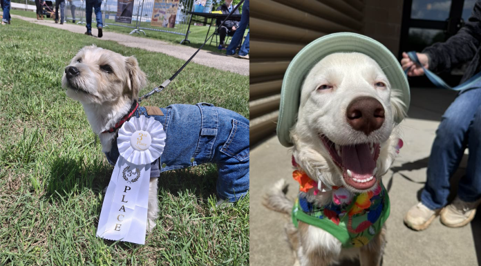 Paws-itively Amazing Turnout for Paws For A Cause Pet Show and Festival Over The Weekend – Wrap Up and Photos