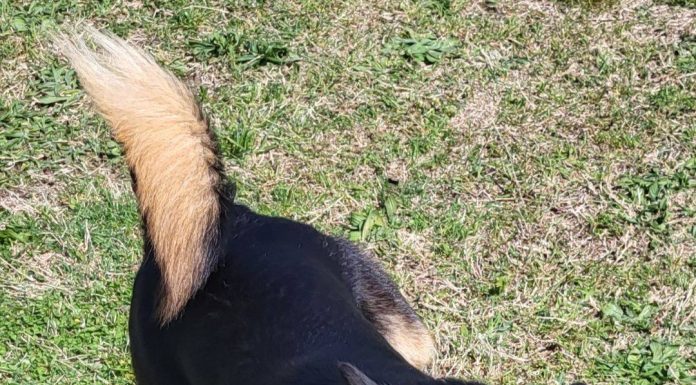 Featured Pet of the Day – ‘Rocky’