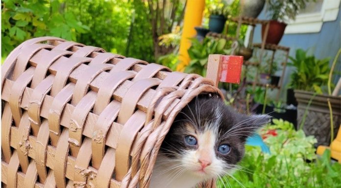 Featured Pet of The Day – “Kitten”