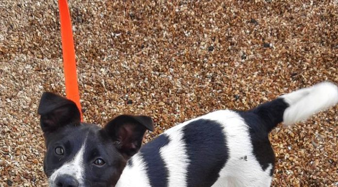Featured Pet of the Day: ‘Piper’