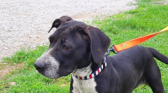 Featured Pet of the Day – ‘Liberty’