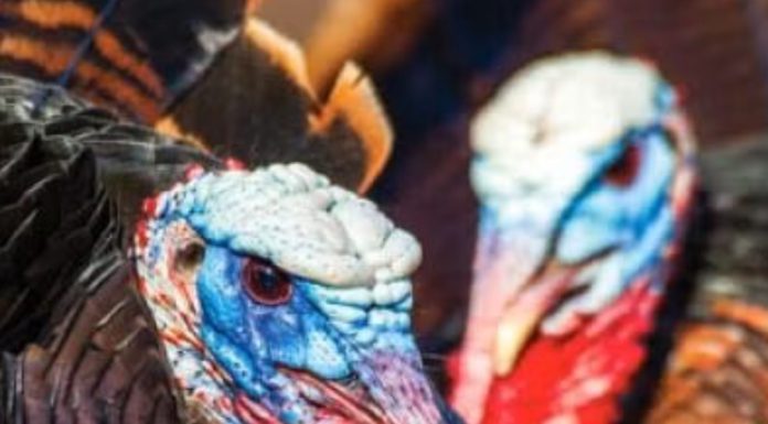 Missouri Spring Turkey Harvest Hits Highest Total Since 2006