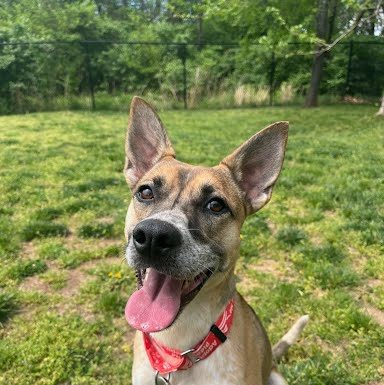 Featured Pet of the Day – ‘Pixel’