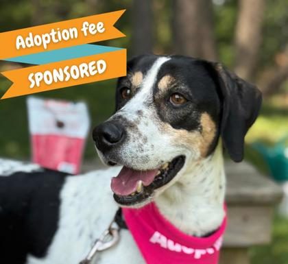 Featured Pet of the Day – Daisy