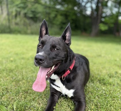 Featured Pet of the Day – Samson