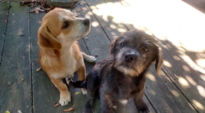 Featured Pet of the Day – George and Harry