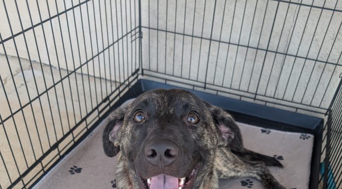 Featured Pet of the Day – Spirit
