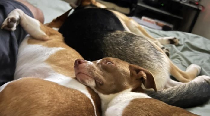 Animal Neglect Investigation Underway Following Discovery of Deceased Dogs in Cabool