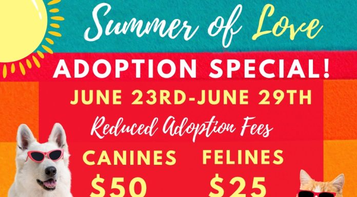 Rescue One Launches “Summer of Love” Adoption Special to Help Find Forever Homes