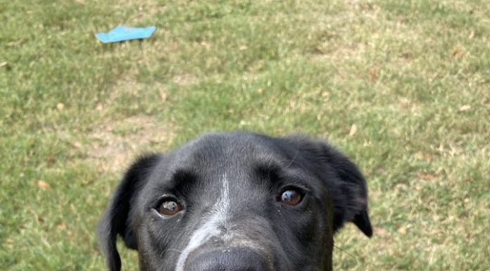 Featured Pet of the Day – Toby