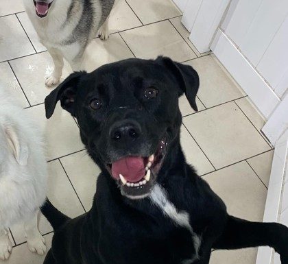 Featured Pet of the Day – Kobe