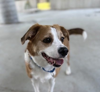 Featured Pet of the Day – Bo