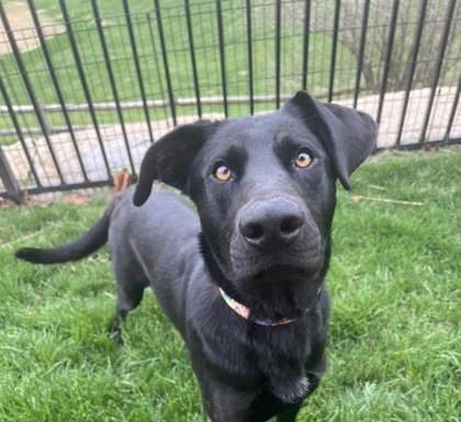 Featured Pet of the Day – Mambo