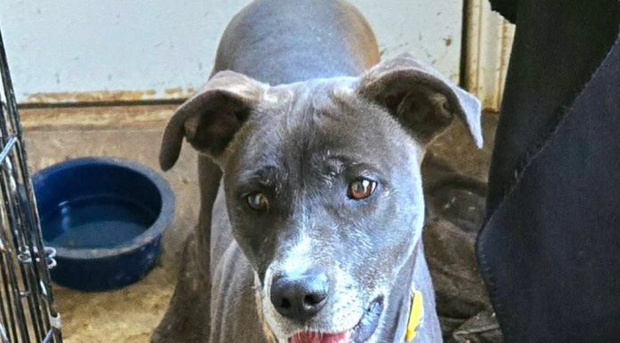 Featured Pet of the Day – Libby