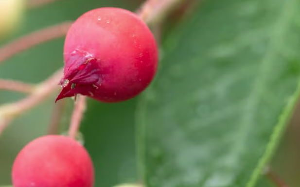 MDC Seed Purchase Season Back for Local Landowners