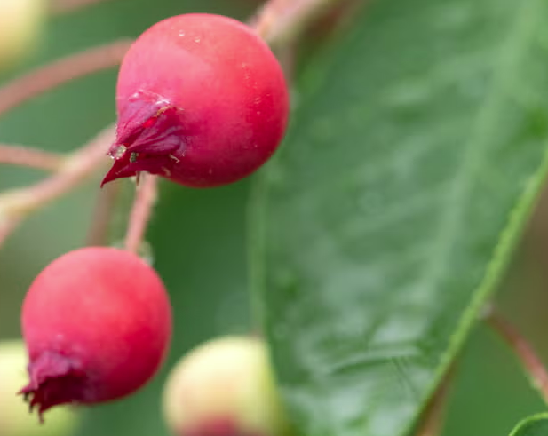serviceberry fruit